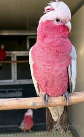 Coppia Cacatua Rosacapilla