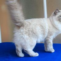 REBECCA, gatta ragdoll con pedigree