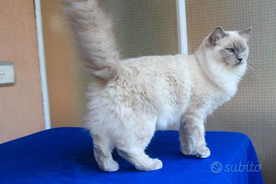 REBECCA, gatta ragdoll con pedigree