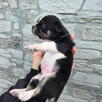 Chihuhua