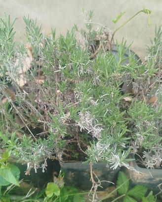 lavanda