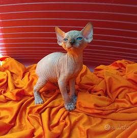 Splendidi cuccioli di Sphynx