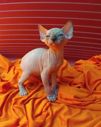 Splendidi cuccioli di Sphynx