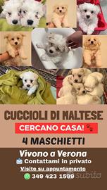 Cuccioli Maschi Maltesi di tre mesi