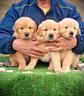 cuccioli-di-golden-retriever-americani-marina-lab