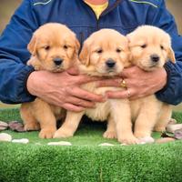 Cuccioli di Golden Retriever Americani Marina Lab