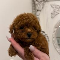 Cucciola Barboncino Mini Toy