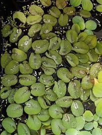 Salvinia auriculata - pianta galleggiante -