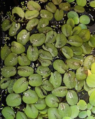 Salvinia auriculata - pianta galleggiante -