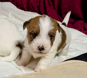 Jack Russell terrier cuccioli