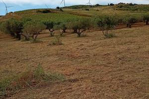 Uliveto a Buseto Palizzolo