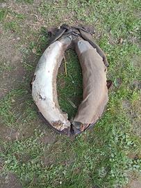 collare per asinello