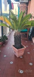 Nr. 2 Cycas Revoluta adulta con tronco - Genova
