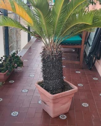 Nr. 2 Cycas Revoluta adulta con tronco - Genova