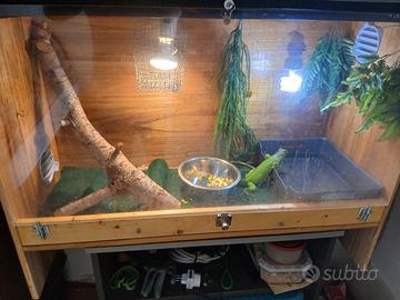 IGUANA VERDE 