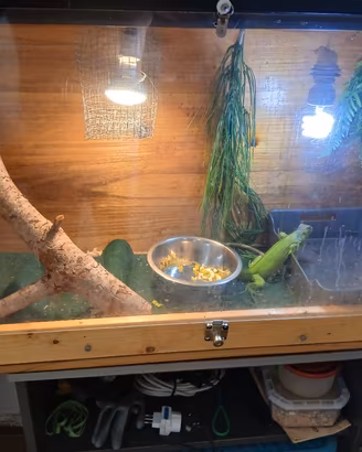 IGUANA VERDE 