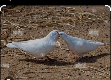 Colombi bianchi