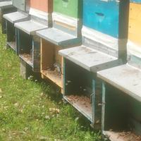 Arnie con portichetto 10 favi