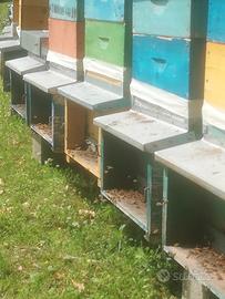 Arnie con portichetto 10 favi