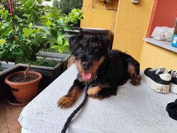 Jagd terrier