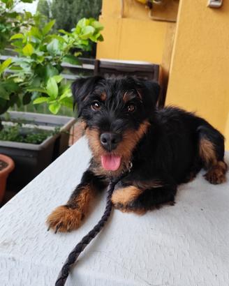 Jagd terrier