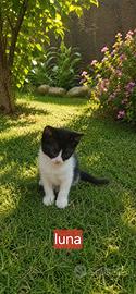 Gattini