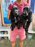 cucciole-di-cocker-spaniel