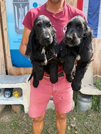 Cucciole di Cocker Spaniel