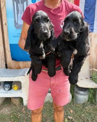 Cucciole di Cocker Spaniel