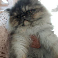 Gatte persiane Caltagirone