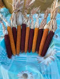 Semi di mais otto file formenton rossoe giallo