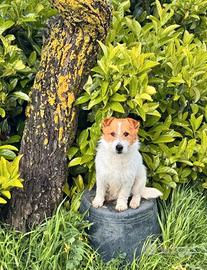 Jack russell pedigree