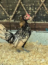 Galletto Sebright, galline ornamentali