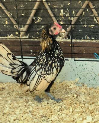 Galletto Sebright, galline ornamentali
