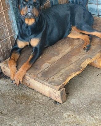CUCCIOLONA ROTTWEILER PEDIGREE