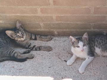 Gattini