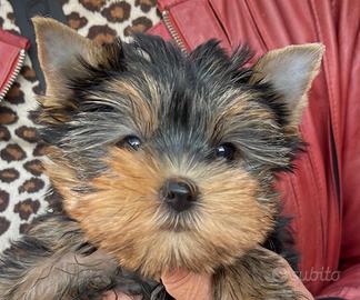 Maschietto Yorkshire terrier