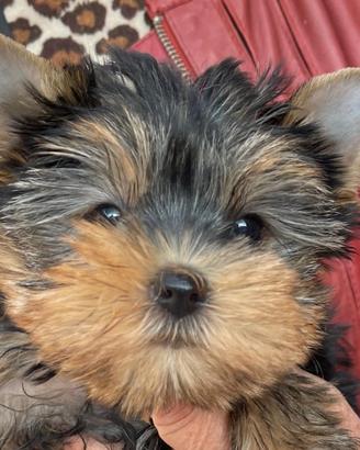 Maschietto Yorkshire terrier