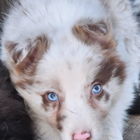 Border collie cucciola pedigree