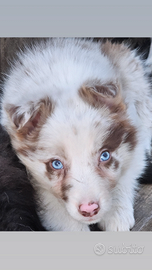 Border collie cucciola pedigree