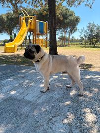 Carlino per monta
