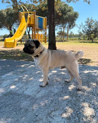 Carlino per monta