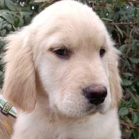 Golden retriever maschietti