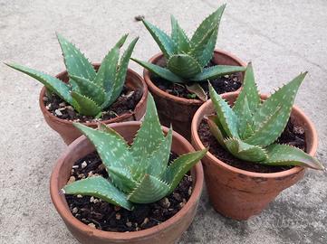 Piante di Aloe ad uso alimentare e cosmetico