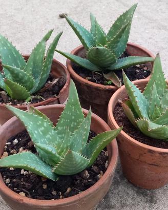 Piante di Aloe ad uso alimentare e cosmetico