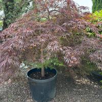 Acero giapponese palmato Momiji