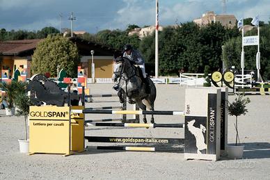 Cavalla 6 anni da salto per primo grado