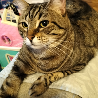 Gatta adulta di 4 anni