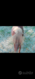 Pony femmina