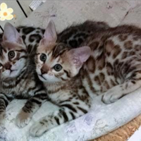 Gattine Bengala con pedegree anche for breeding